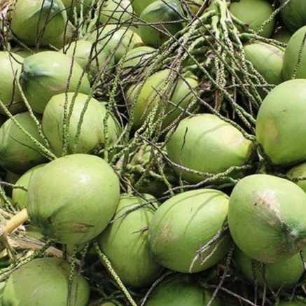 i'm looking for coconut 