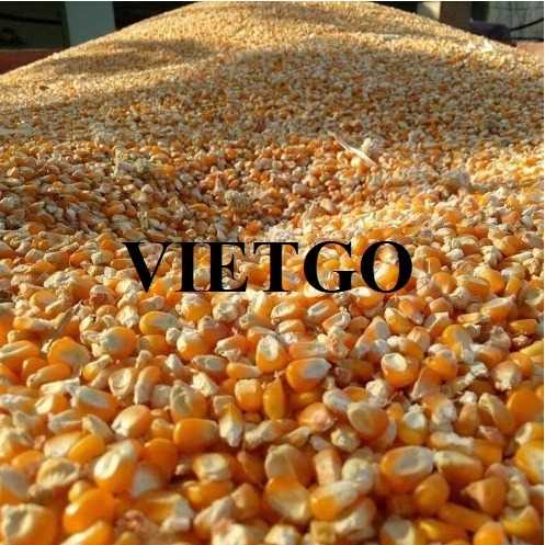 Cơ hội hợp tác xuất khẩu ngô vàng đến thị trường Hàn Quốc
