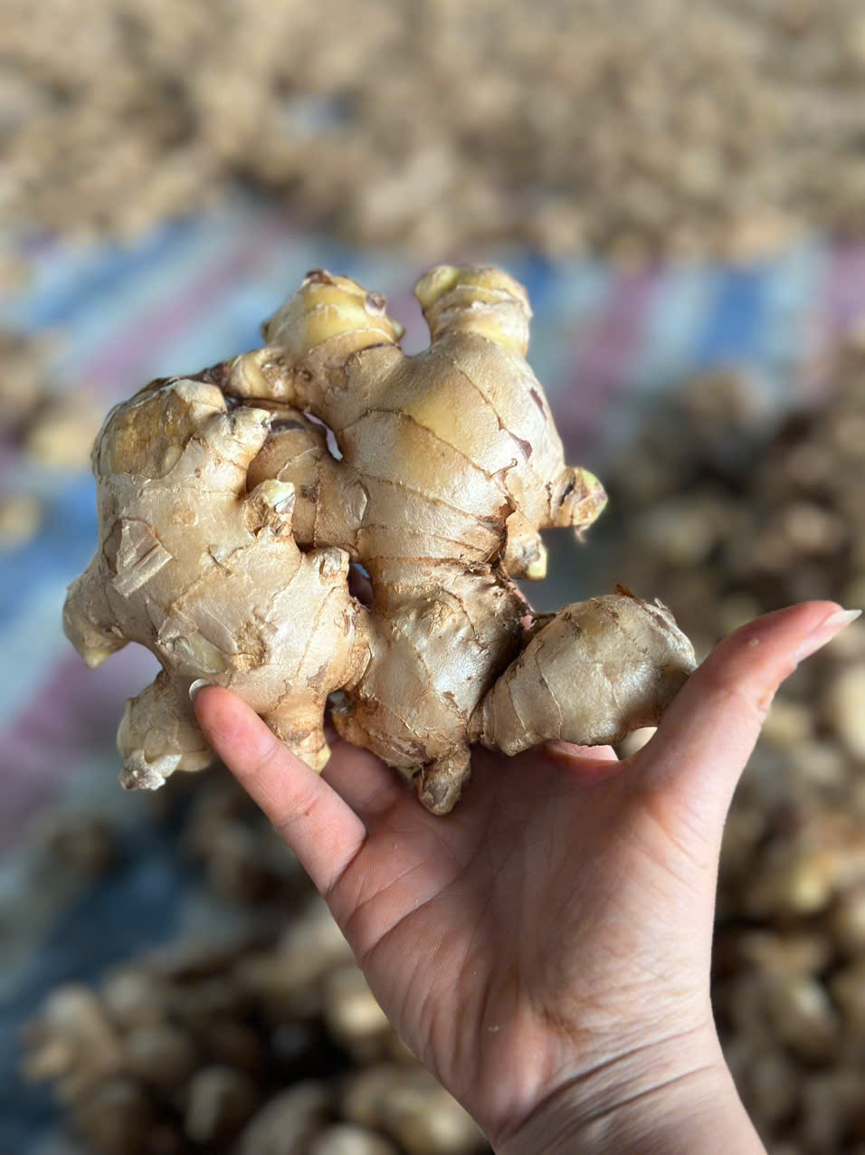 Gừng