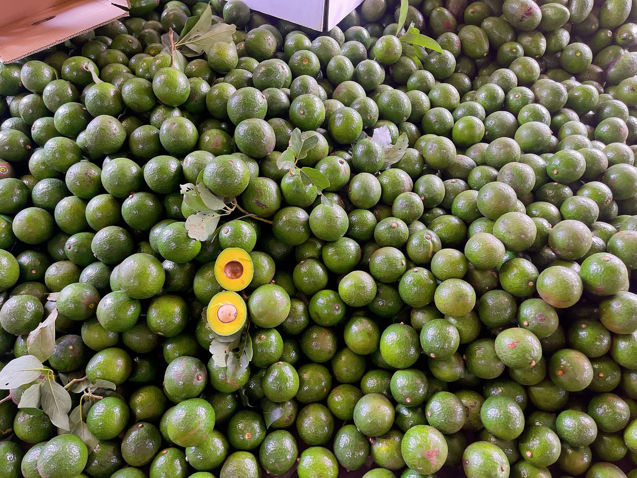 Bơ