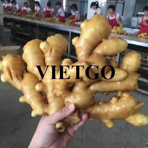 Cơ hội giao thương xuất khẩu gừng tươi đến thị trường Iraq
