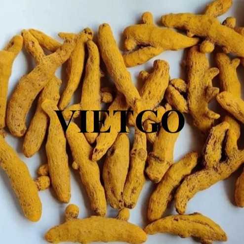 Cơ hội hợp tác xuất khẩu nghệ khô đến thị trường Ấn Độ