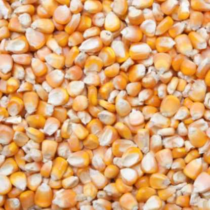 i'm looking for yellow corn