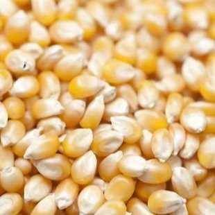 i want to buy yellow corn