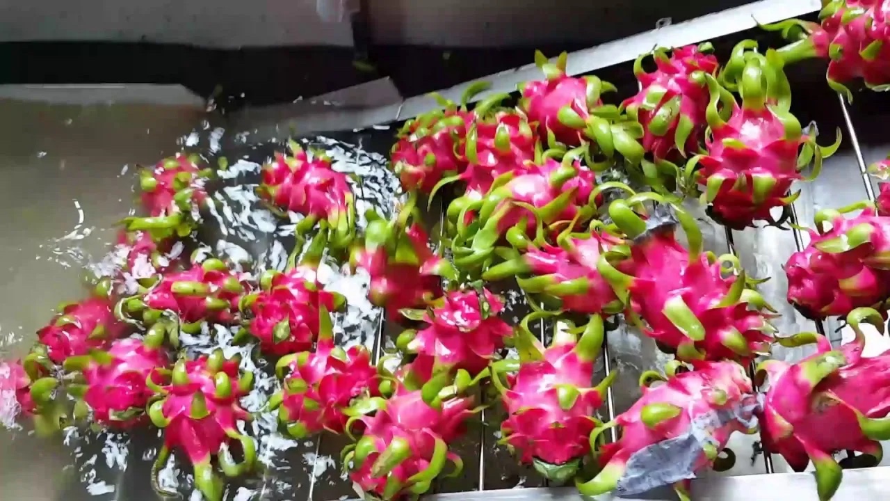 dragon fruit