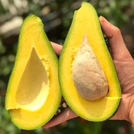 I’m looking for Avocado 