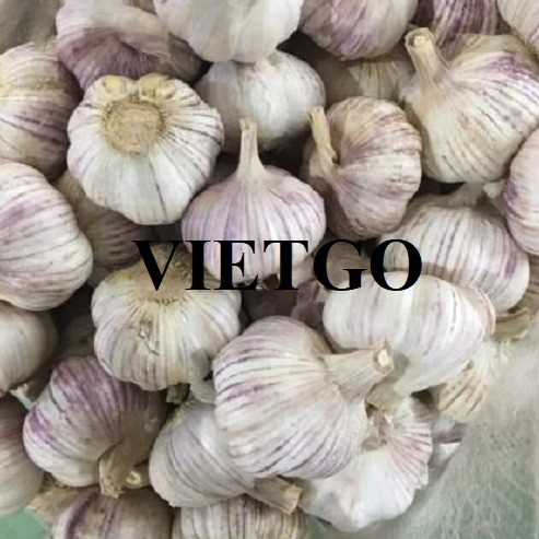 Cơ hội giao thương xuất khẩu tỏi sang thị trường Bangladesh