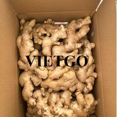 Cơ hội xuất khẩu gừng tươi sang thị trường Bangladesh