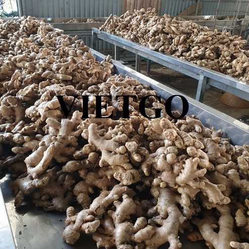 Thương vụ xuất khẩu gừng tươi cùng vị khách hàng người Pakistan