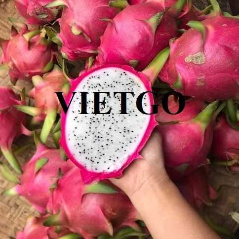 Cơ hội xuất khẩu thanh long ruột trắng sang thị trường Ấn Độ
