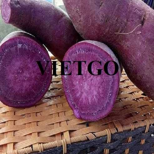 Cơ hội hợp tác xuất khẩu khoai lang đến thị trường UAE