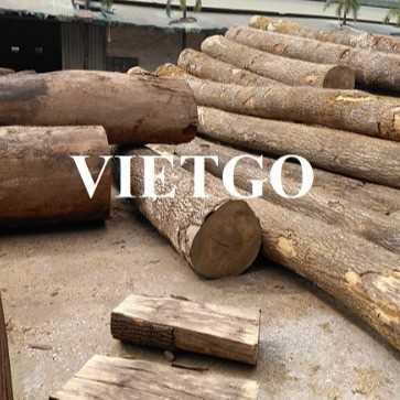 Thương vụ xuất khẩu sản phẩm gỗ thông tròn đến thị trường Lebanon