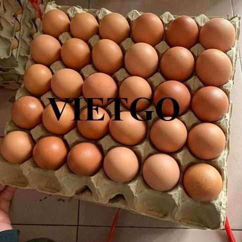 Cơ hội xuất khẩu trứng gà cùng vị khách hàng người Ấn Độ