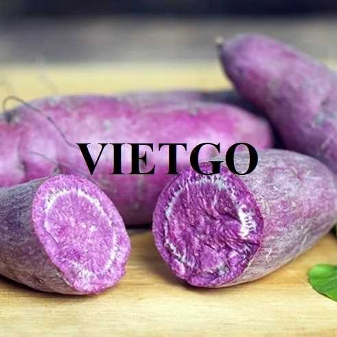 Cơ hội hợp tác xuất khẩu khoai lang đến thị trường Pakistan  