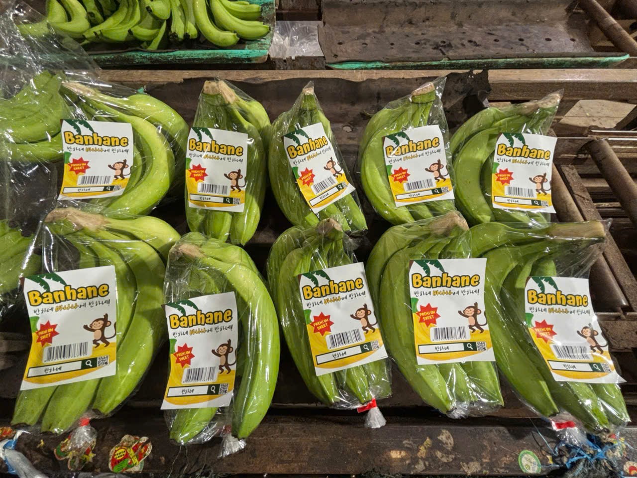 Chuối Cavendish xuất khẩu đi thị trường Hàn Quốc, Nhật bản