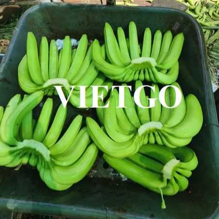 Cơ hội hợp tác xuất khẩu chuối đến thị trường Iran 