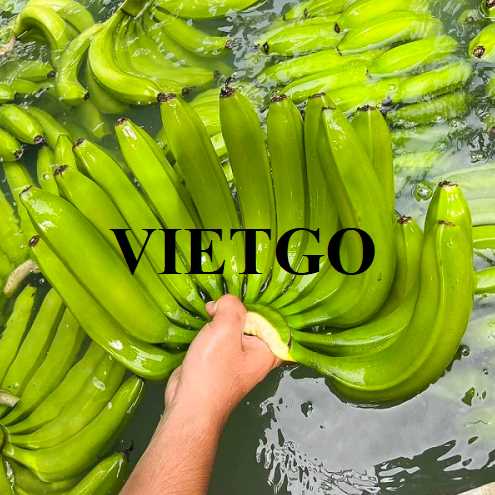 Cơ hội hợp tác xuất khẩu chuối đến thị trường Iran  