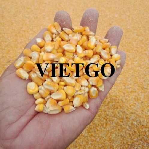 Cơ hội hợp tác xuất khẩu ngô vàng sang thị trường Philippines