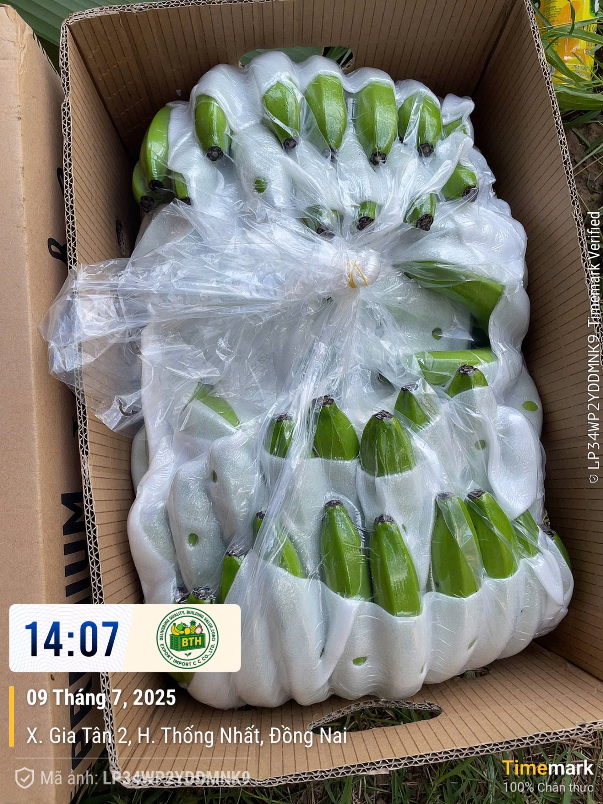 Tìm đơn vị vận chuyển chuối đến Saudi Arabia