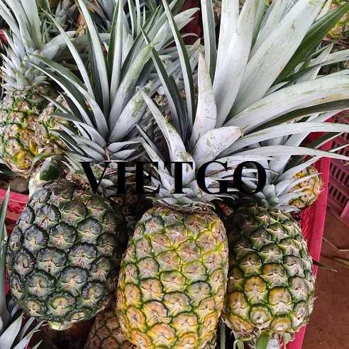 Cơ hội hợp tác xuất khẩu dứa MD2 đến thị trường Iraq