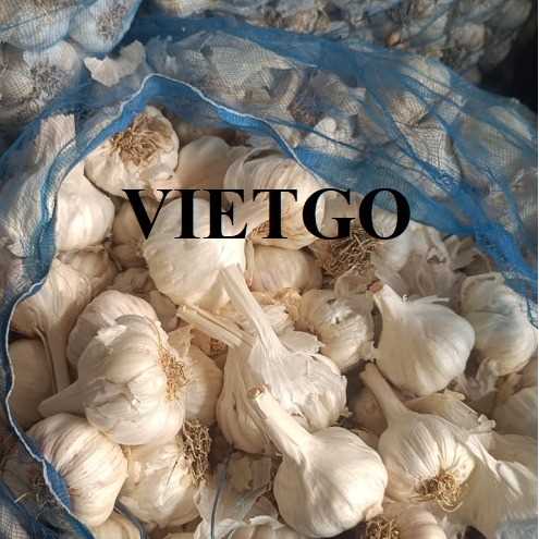 Cơ hội hợp tác xuất khẩu tỏi sang thị trường Ấn Độ