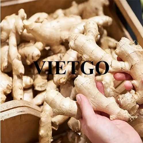 Cơ hội hợp tác xuất khẩu gừng tươi đến thị trường UAE