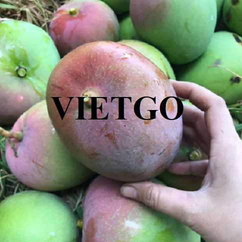 Cơ hội hợp tác xuất khẩu xoài đến thị trường Ai Cập 