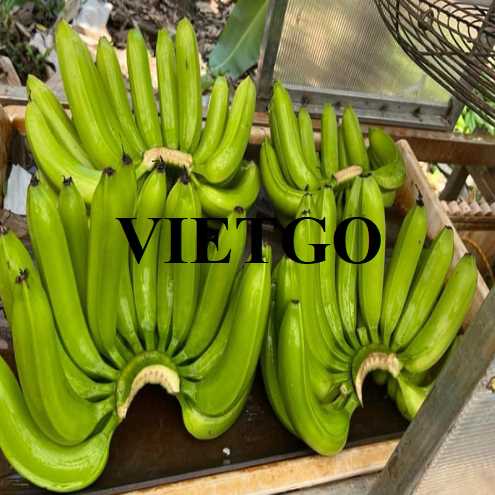 Cơ hội hợp tác xuất khẩu chuối đến thị trường Ai Cập 