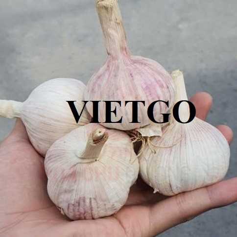 (Gấp) Cơ hội xuất khẩu tỏi trắng sọc tím đến thị trường Paraguay