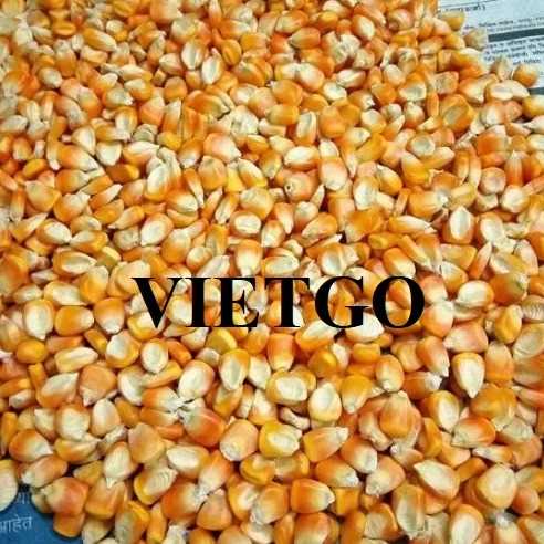 Thương vụ xuất khẩu ngô cùng vị khách người Oman