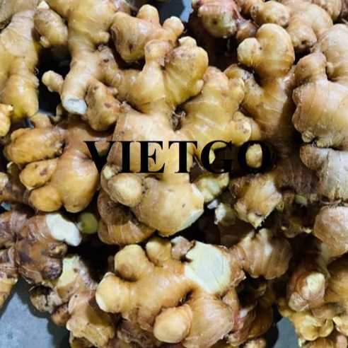 Thương vụ xuất khẩu gừng tươi sang thị trường Pakistan