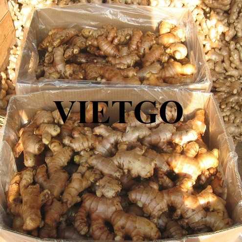 Cơ hội hợp tác xuất khẩu gừng đến thị trường Ả Rập Xê Út  