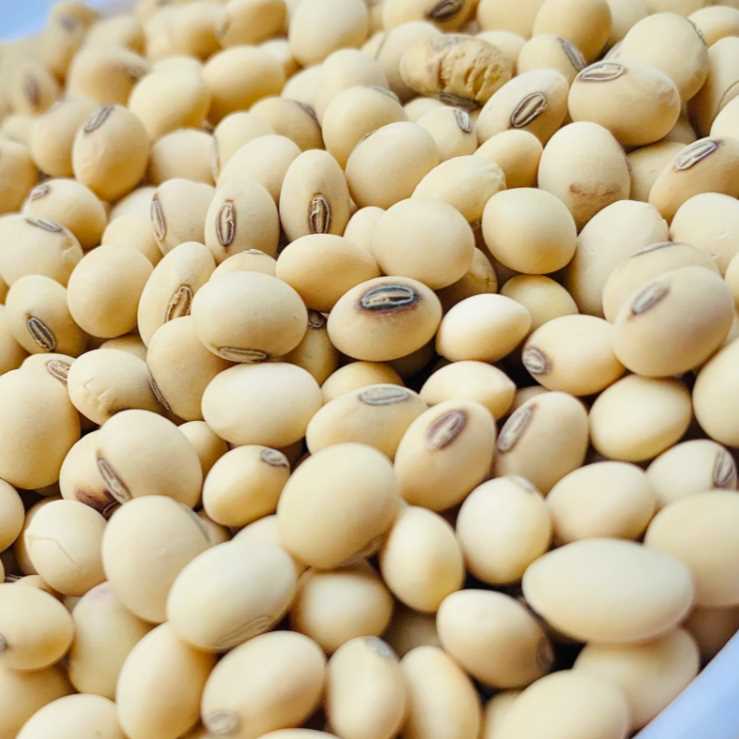 i want to buy soybean