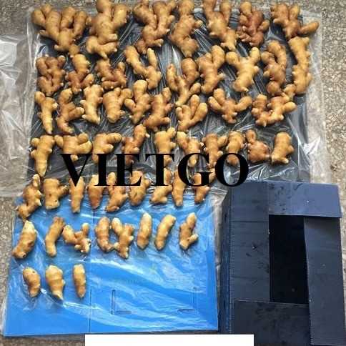 Cơ hội hợp tác xuất khẩu gừng đến thị trường Bangladesh 