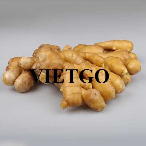 Cơ hội hợp tác xuất khẩu gừng đến thị trường Indonesia 