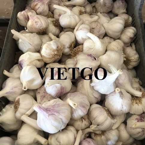 Cơ hội xuất khẩu tỏi trắng sang thị trường Qatar