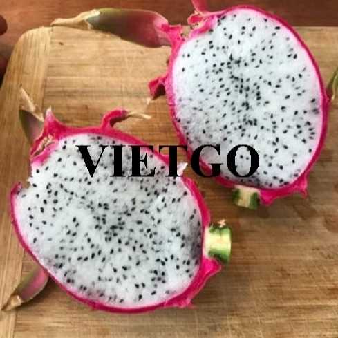 Thương vụ xuất khẩu thanh long ruột trắng sang thị trường Ấn Độ