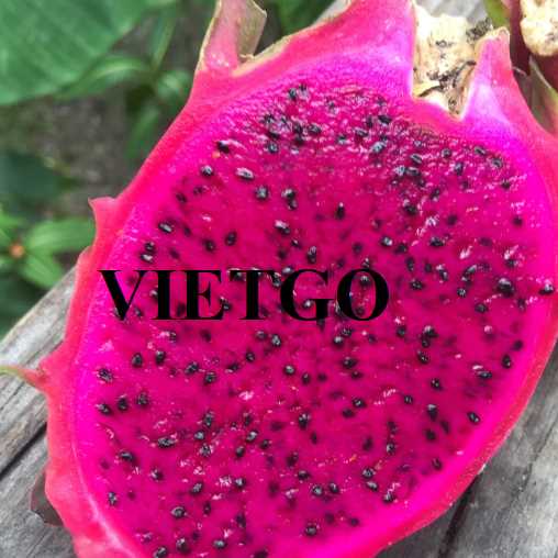 Cơ hội hợp tác xuất khẩu thanh long đến thị trường Ấn Độ  