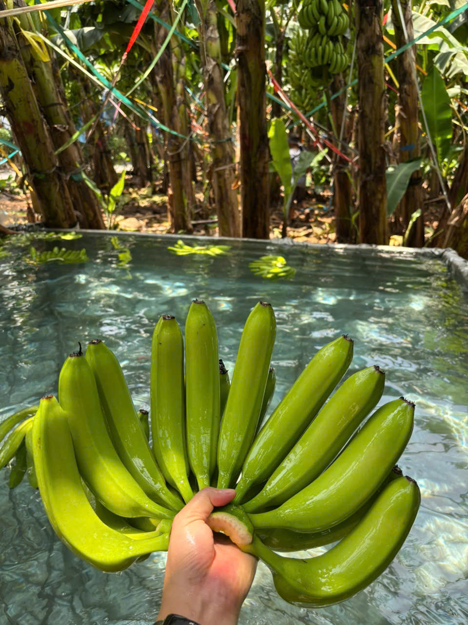 Cần tìm đơn vị vận chuyển sản phẩm chuối tươi