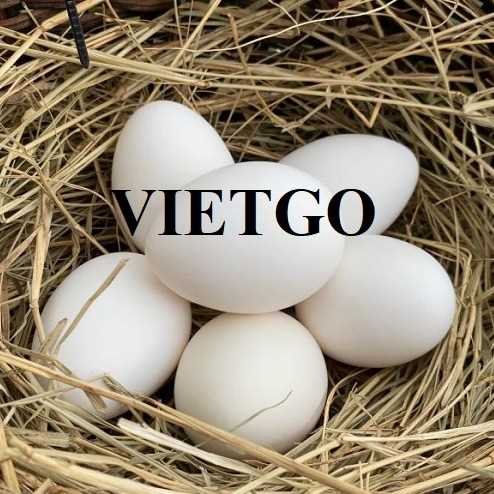 Cơ hội hợp tác xuất khẩu trứng trắng sang thị trường UAE