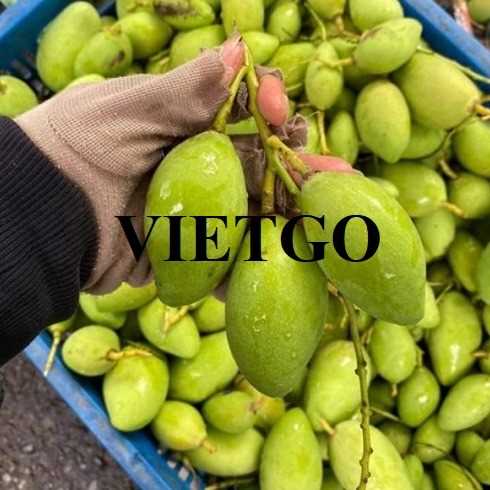 Cơ hội xuất khẩu xoài sang thị trường Trung Quốc