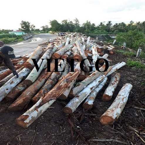 Thương vụ xuất khẩu sản phẩm gỗ bạch đàn tròn đến thị trường Ấn Độ