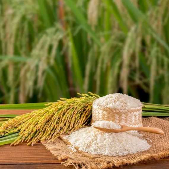 I want to buy Rice UR64 premium