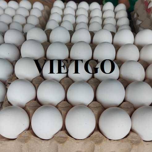 Cơ hội xuất khẩu trứng gà trắng cùng vị khách hàng người Thổ Nhĩ Kỳ