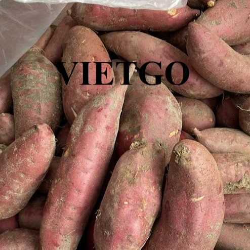 Cơ hội xuất khẩu khoai lang ruột cam sang thị trường Oman