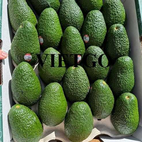 Cơ hội xuất khẩu bơ Hass đến thị trường Bangladesh