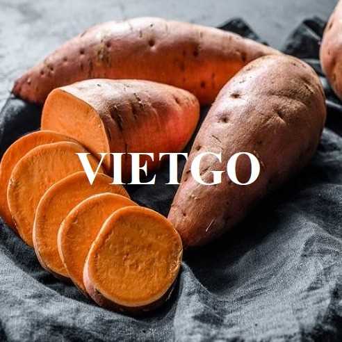  Cơ hội giao thương xuất khẩu khoai lang sang thị trường Maldives