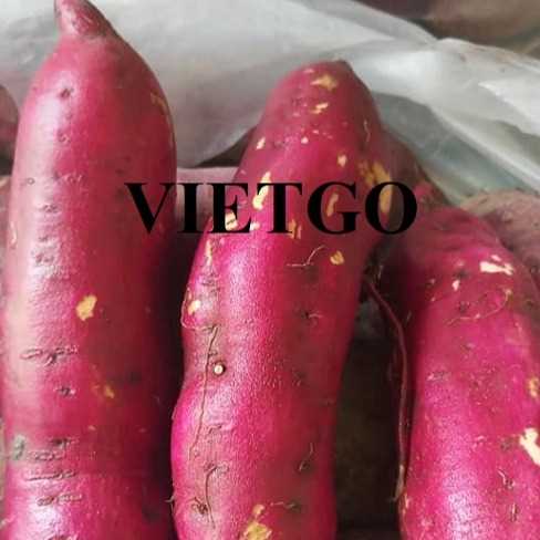 Cơ hội xuất khẩu khoai lang tới thị trường Ấn Độ