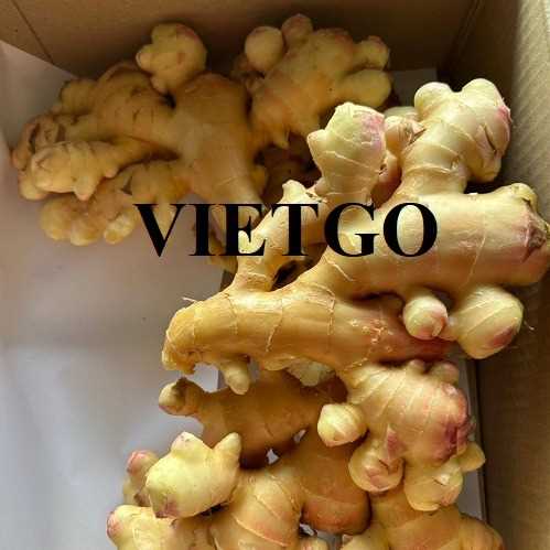 Cơ hội xuất khẩu gừng tươi sang thị trường Oman