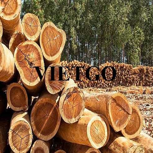 Thương vụ xuất khẩu gỗ bạch đàn tròn sang thị trường Ấn Độ